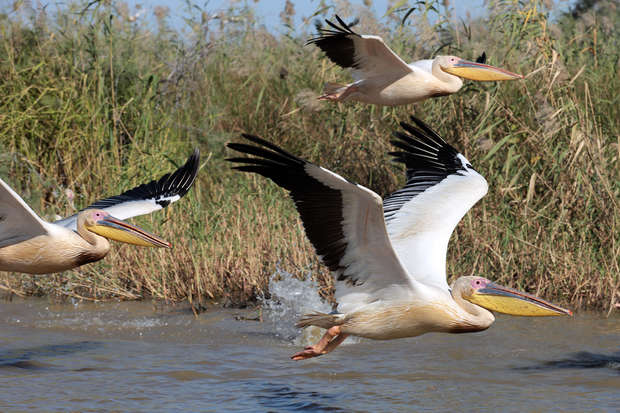 Pelicans with large yellow beaks fly over a shallow water body, wings outstretched, surrounded by tall reeds and grassy vegetation.